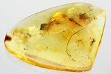 Detailed Fossil True Midge (Chironomidae) in Baltic Amber #372558-1